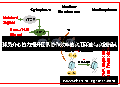球员齐心协力提升团队协作效率的实用策略与实践指南 球员齐心协力提升团队协作效率的实用策略与实践指南